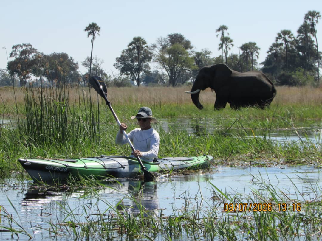 Hippo