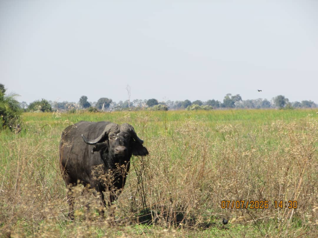 Okavango Delta